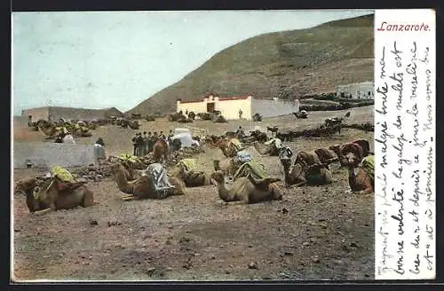 AK Lanzarote, Ortsansicht mit Kamelen bei der Rast