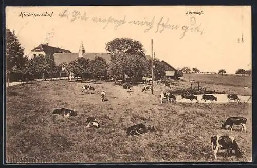AK Hintergersdorf, Ortspartie mit Turmhof, Kühe