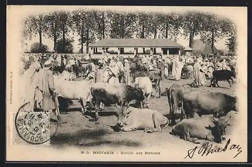 AK Marché aux Bestiaux, Szene auf einem arabischen Viehmarkt