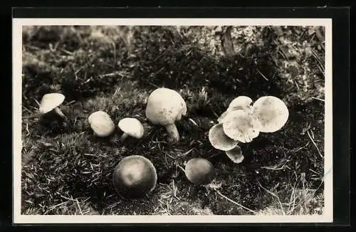 AK Pilze auf dem Waldboden