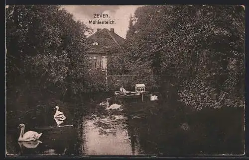 AK Zeven, Mühlenteich mit Schwänen