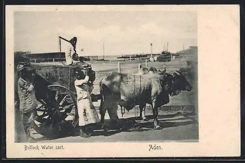 AK Aden, Bullock Water cart, Einheimische mit Ochsengespann