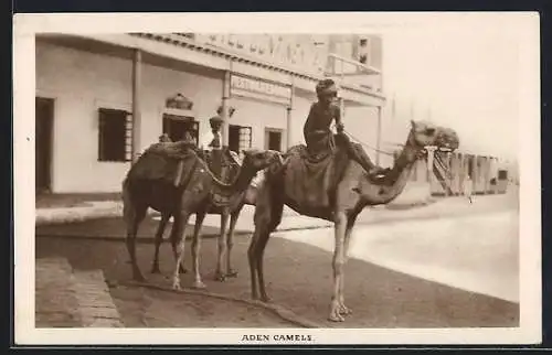 AK Aden, Camels