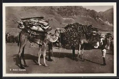 AK Aden, Camels, Kamele als Lastenträger