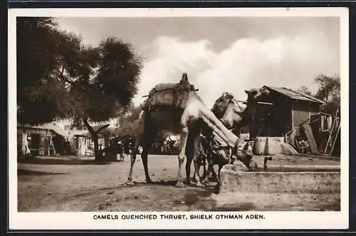 AK Aden, Sheikh Othman, Camels quenching thirst