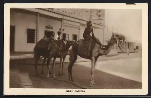 AK Aden, Camels