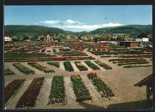 AK Deckbergen, Der Essmannshof, Deutschlands grösste Tulpenschau