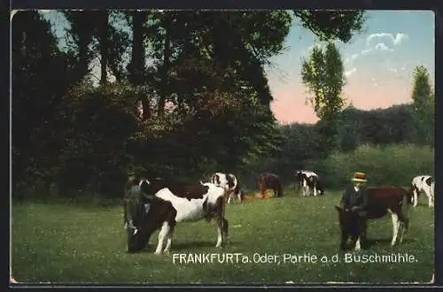 AK Frankfurt a. Oder, Partie a. d. Buschmühle