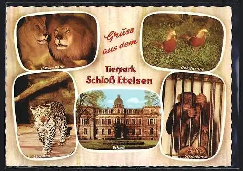 AK Langwedel / Aller, Tierpark Schloss Etelsen, Löwen, Leopard, Schimpanse