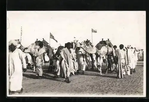 AK Veranstaltung mit gesattelten Kamelen
