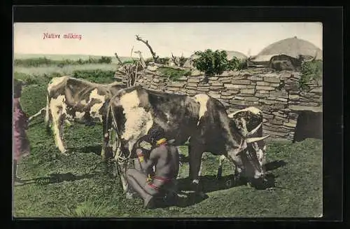 AK Native milking, Afrikaner melkt eine Kuh