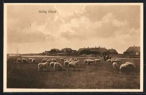 AK Oland / Hallig, Blick auf die Schafsweide