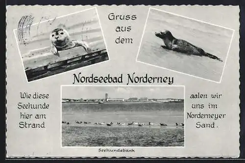 AK Norderney, Seehunde auf der Seehundsbank