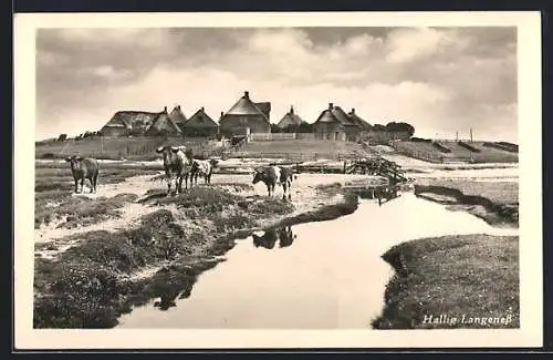 AK Hallig Langeness, Ortspanorama mit Kühen am Wasser