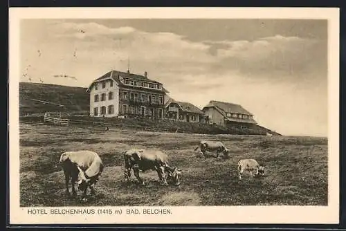 AK Belchen, Blick zum Hotel Belchenhaus, Kühe