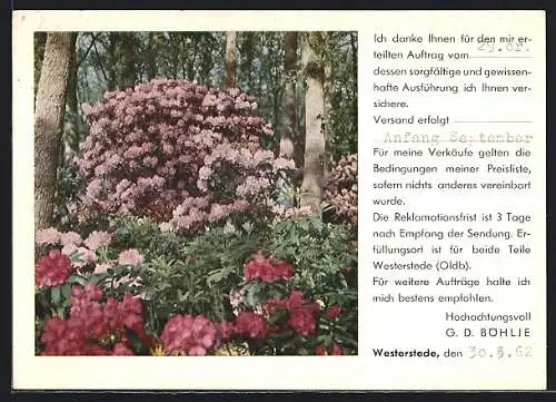 AK Westerstede in Oldenburg, Rhododendron der Baumschule G. D. Böhlje