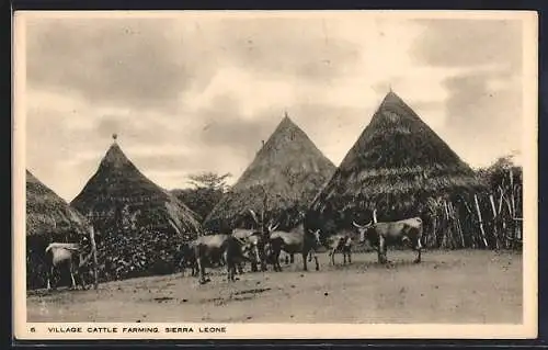 AK Sierra Leone, Village Cattle Farming