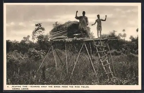 AK Sierra Leone, Reaping time, scaring away the birds from the rice fields