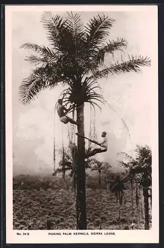 AK Sierra Leone, Picking Palm Kernels