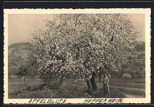 AK Heppenheim / Bergstrasse, Mädchen unter blühendem Apfelbaum