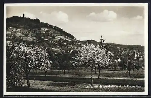 AK Heppenheim a. d. B., Ortsansicht zur Baumblüte