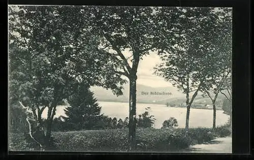 AK Schluchsee, Uferpartie im Sonnenschein