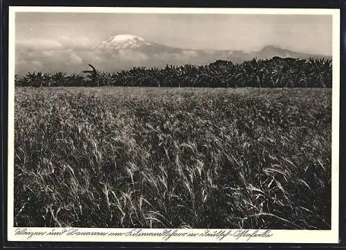 AK Kilimandscharo, Weizen- und Bananenanbau mit Blick auf den Berggipfel