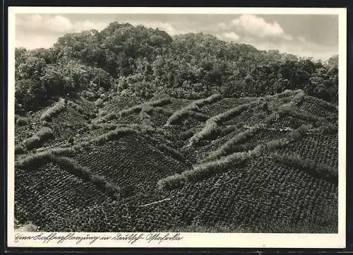 AK Deutsch-Ostafrika, Blick auf eine Plantage