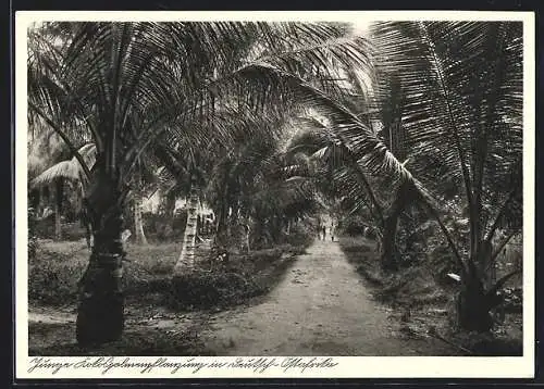 AK Deutsch-Ostafrika, Junge Kokospalmenpflanzung