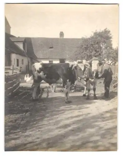 15 Fotografien unbekannter Fotograf, Ansicht Enzesfeld - Lindabrunn / Niederösterreich Bez. Baden, Strassen - & Gebäude