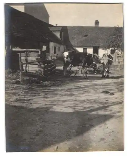 15 Fotografien unbekannter Fotograf, Ansicht Enzesfeld - Lindabrunn / Niederösterreich Bez. Baden, Strassen - & Gebäude