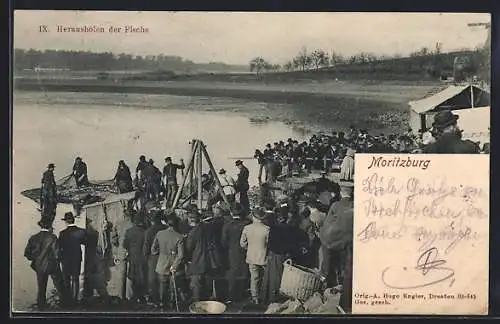 AK Moritzburg / Sachsen, Herausholen der Fische, Elbe-Fischertag