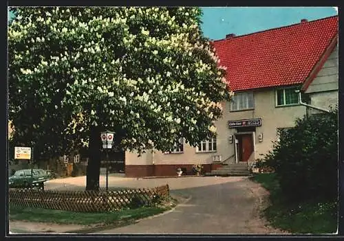 AK Westfeld / Leine, Gaststätte H. Härtel mit blühendem Kastanienbaum