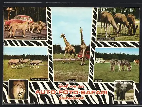 AK Stukenbrock, Auto-Foto-Safari, Löwengruppe, Kudu-Antilopen, Oryx-Antilopen, Giraffen, Zebras, Zoo