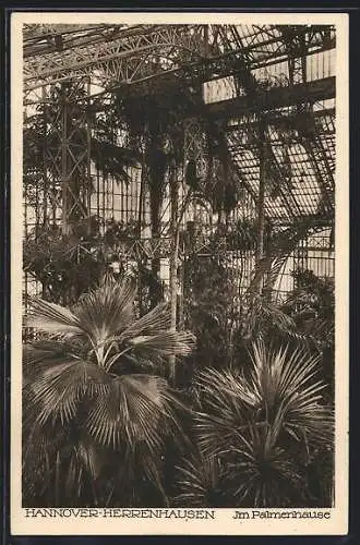 AK Hannover-Herrenhausen, Im Palmenhaus