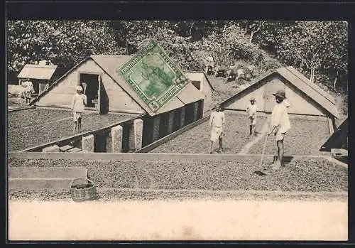 AK Trinidad, Drying Cocoa