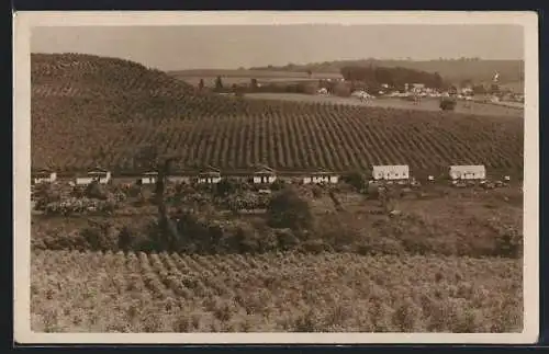 AK Ribeirao Preto, Vista parcial d`uma Fazenda de Café