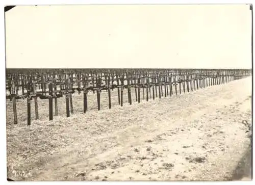 Fotografie unbekannter Fotograf, Ansicht Neuville-Saint-Vaast, Blick auf den Soldatenfriedhof mit unzählingen Gräbern