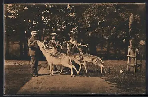 AK Braunfels, Hirsche im Tiergarten