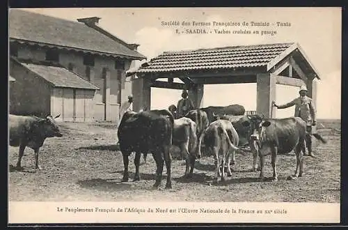 AK Saadia, Vaches croisées au pesage