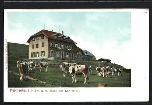 AK Belchen, Weidende Kühe vor dem Hotel Belchenhaus, Inh. Jos. Stiefvater