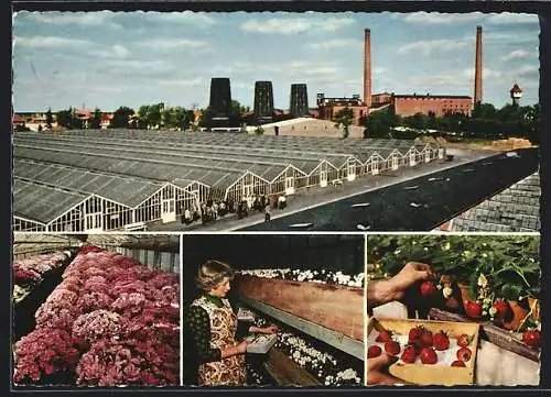 AK Wiesmoor /Ostfr., Gewächshaus mit Blumen und Erdbeeren