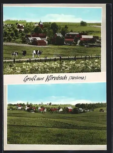 AK Birnbach / Westerwald, Ortsansicht mit Kühen, Panorama