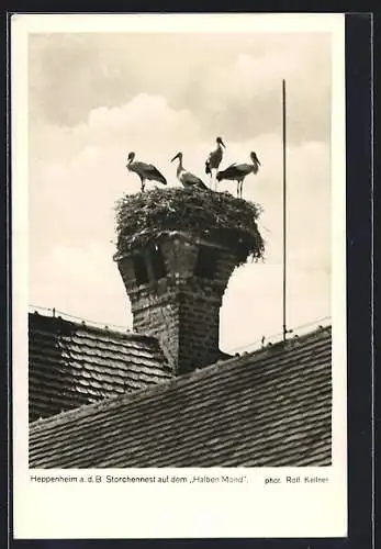 AK Heppenheim, Storchennest auf Hotel Halber Mond