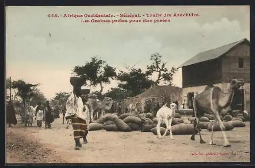 AK Sénégal, Traite des Arachides, Les Graines prêtes pour être pensées