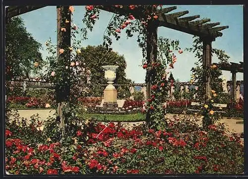 AK Insel Mainau im Bodensee, Rosengarten