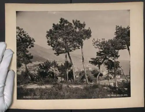 Fotografie Lichtdruck Edit. Schroeder & Cie., Zürich, Ansicht Menton, entre des pines, Blick zur Stadt