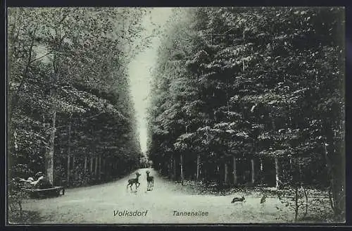 Mondschein-AK Volksdorf, Partie in der Tannenallee