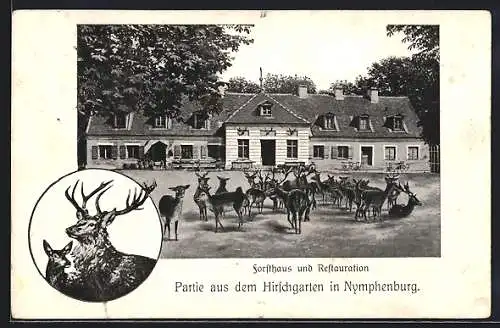 AK München-Nymphenburg, Partie aus dem Hirschgarten, Rotwild