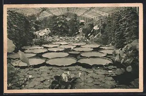 AK München-Nymphenburg, Botanischer Garten, Victoria regia, Seerosen